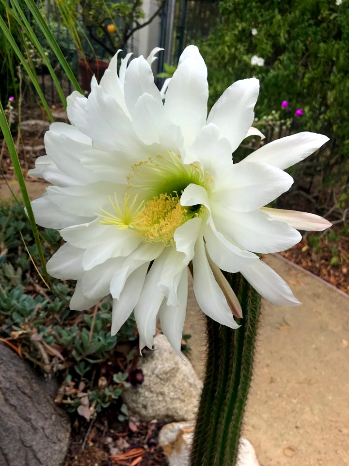 Pachycereae Cactus