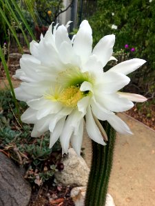 Pachycereae Cactus photo