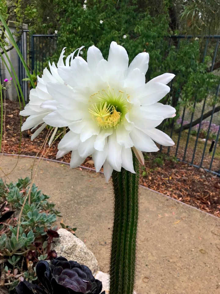 Pachycereae Cactus