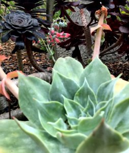 Dudleya Arizonica photo