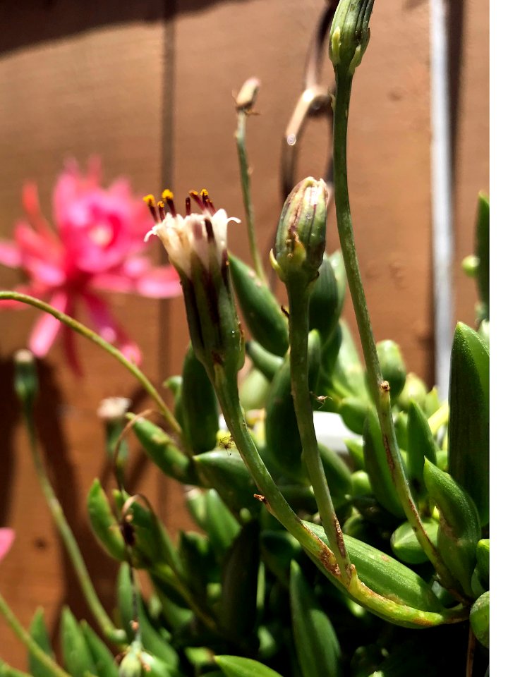 Senecio radicans Macro