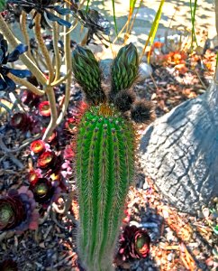 Pachycereae Cactus