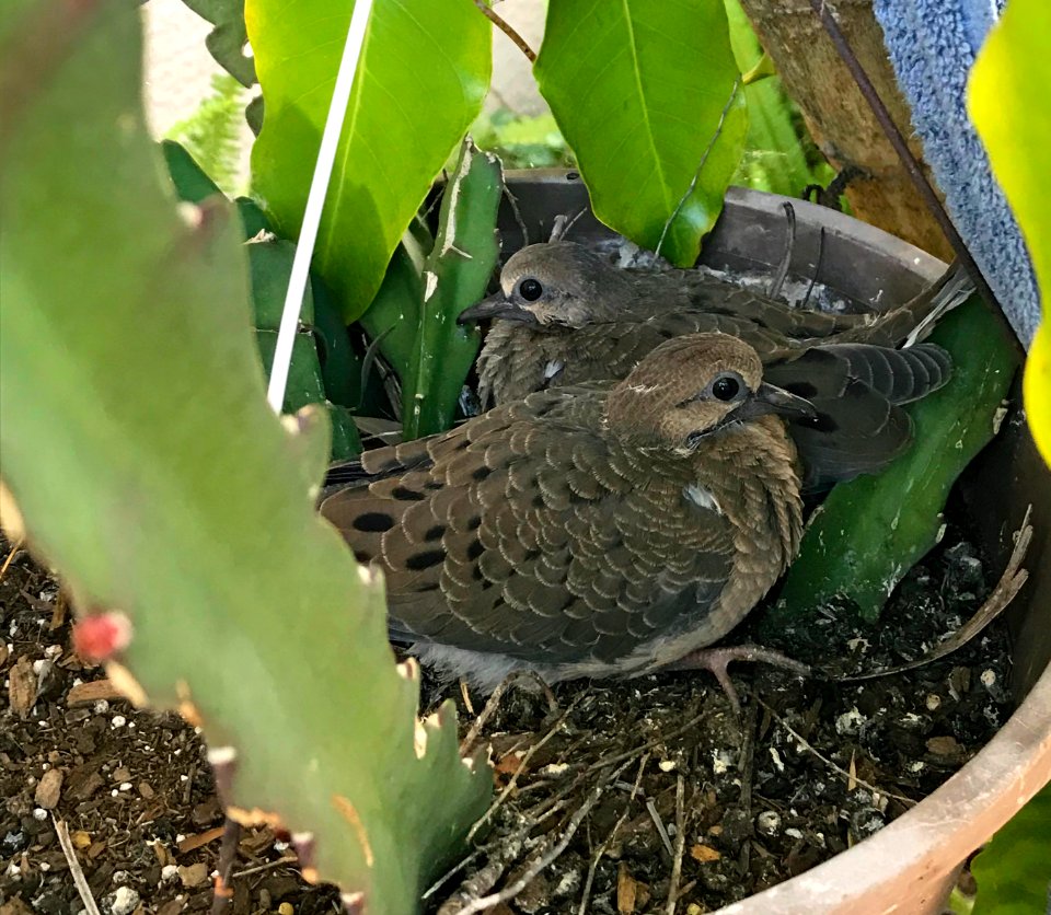 Young Mourning Doves