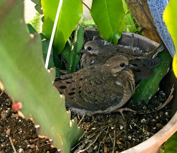 Young Mourning Doves