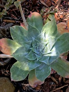 Dudleya Arizonica