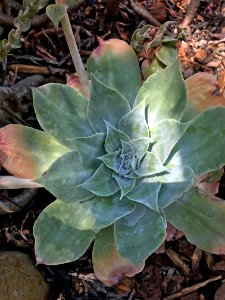 Dudleya Arizonica photo