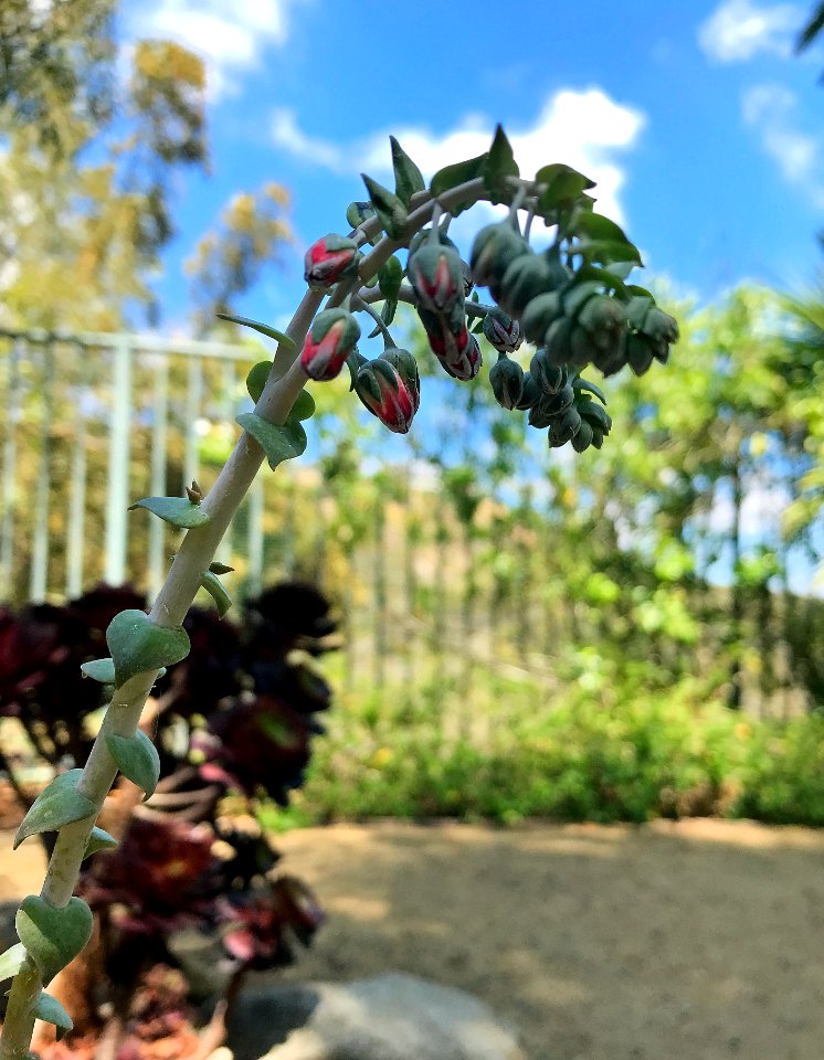 Dudleya arizonica