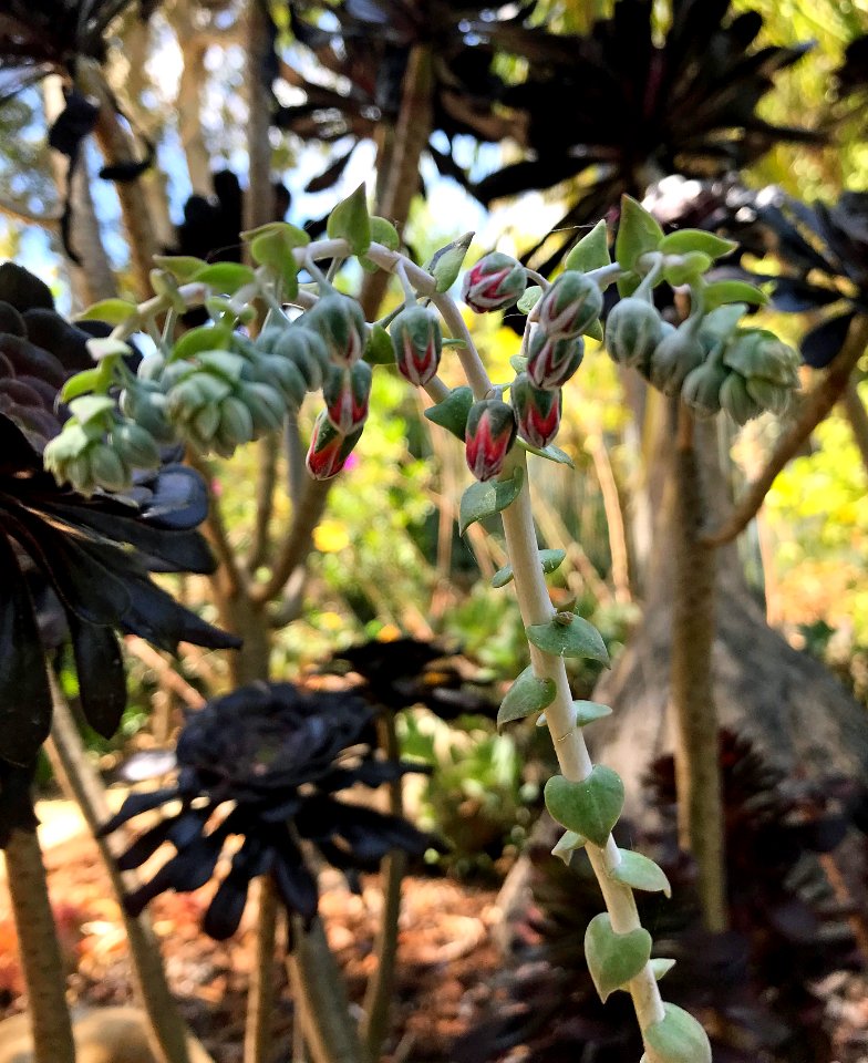 Dudleya arizonica