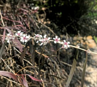 Tiny Flowers photo