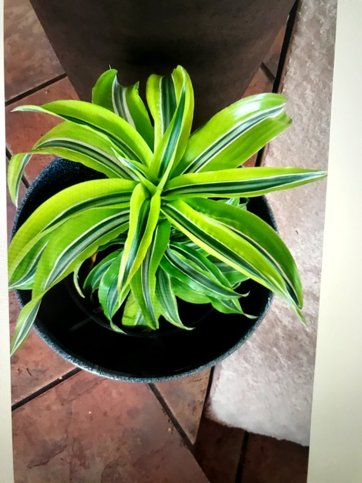 Variegated Corn Plant