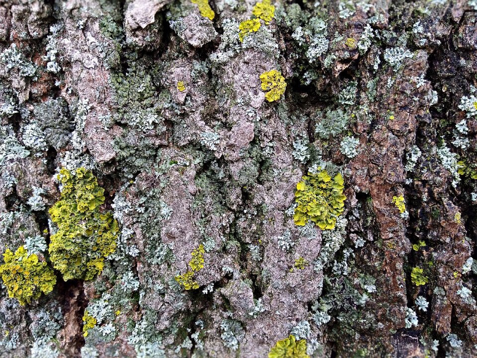 Tree nature moss
