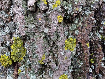 Tree nature moss
