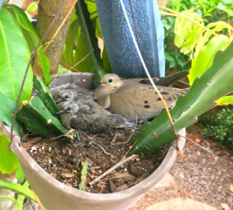 Mom with Babies