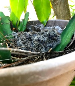 Baby Doves photo