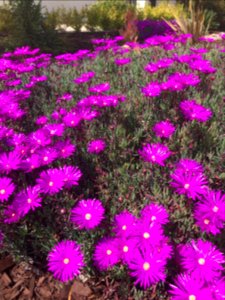 Purple Iceplant photo