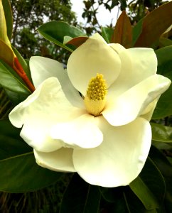 Magnolia Blossom photo