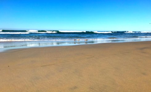 Sandpipers photo