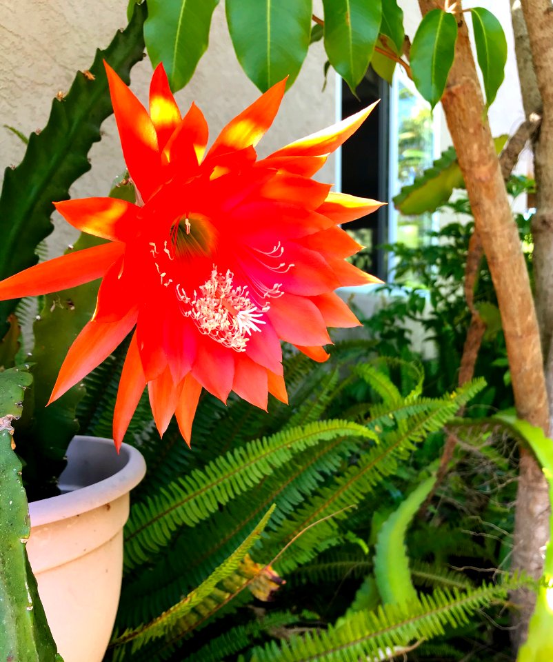 Red Epiphyllum photo