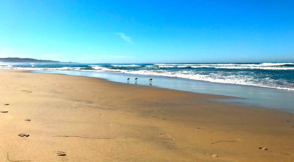 Sandpipers at Del Mar
