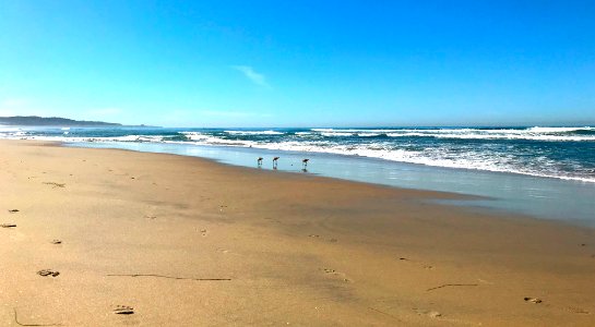 Sandpipers at Del Mar photo