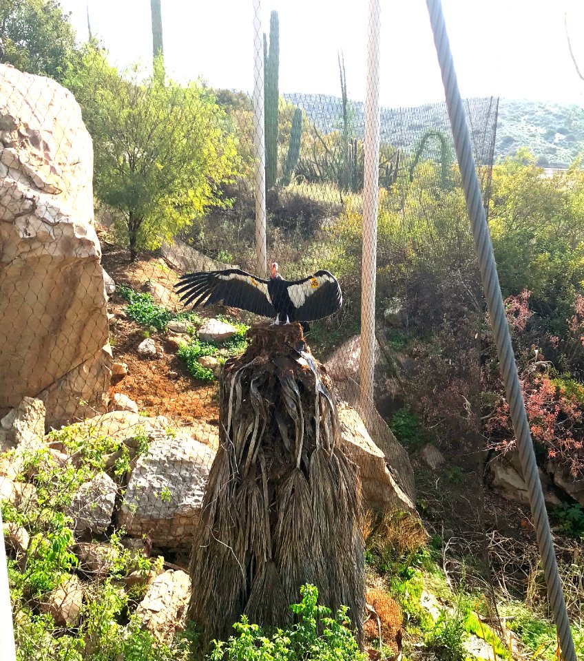 Condor Ridge