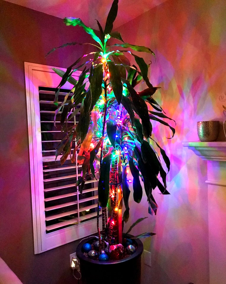 Corn Plant Christmas Tree