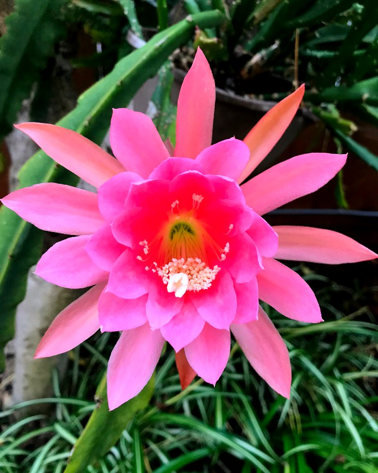 Pink Epiphyllum photo