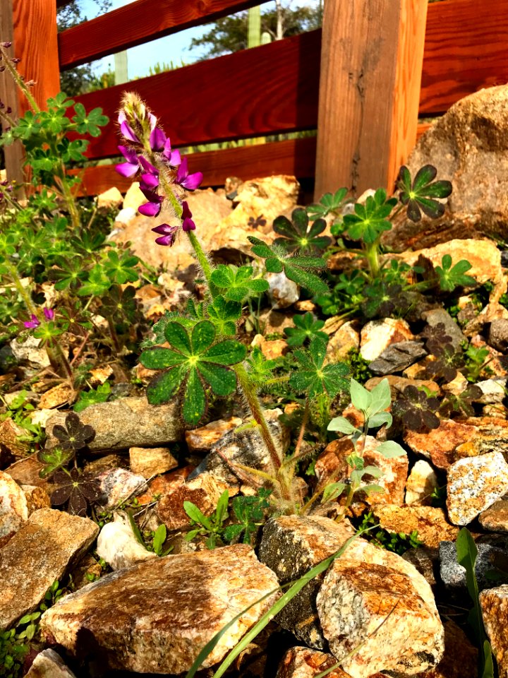 Pretty Lupine
