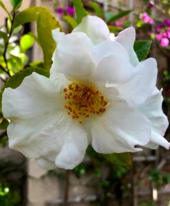 White Camellia photo