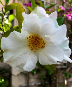 White Camellia