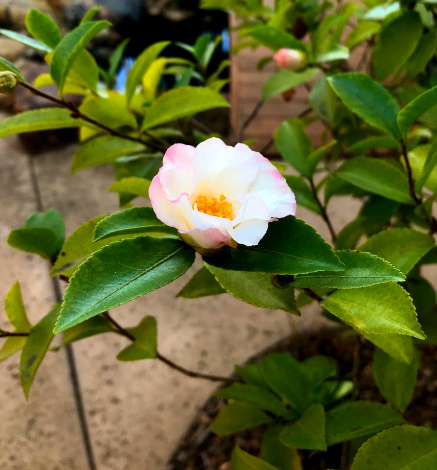 Blooming Camellia