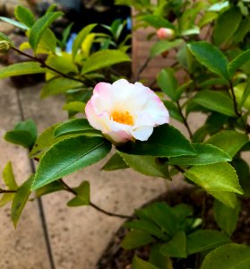 Blooming Camellia photo