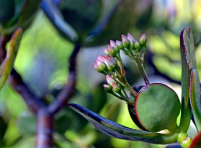 Jade Plant Flower Buds photo