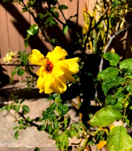 Yellow Rose and Honey Bee