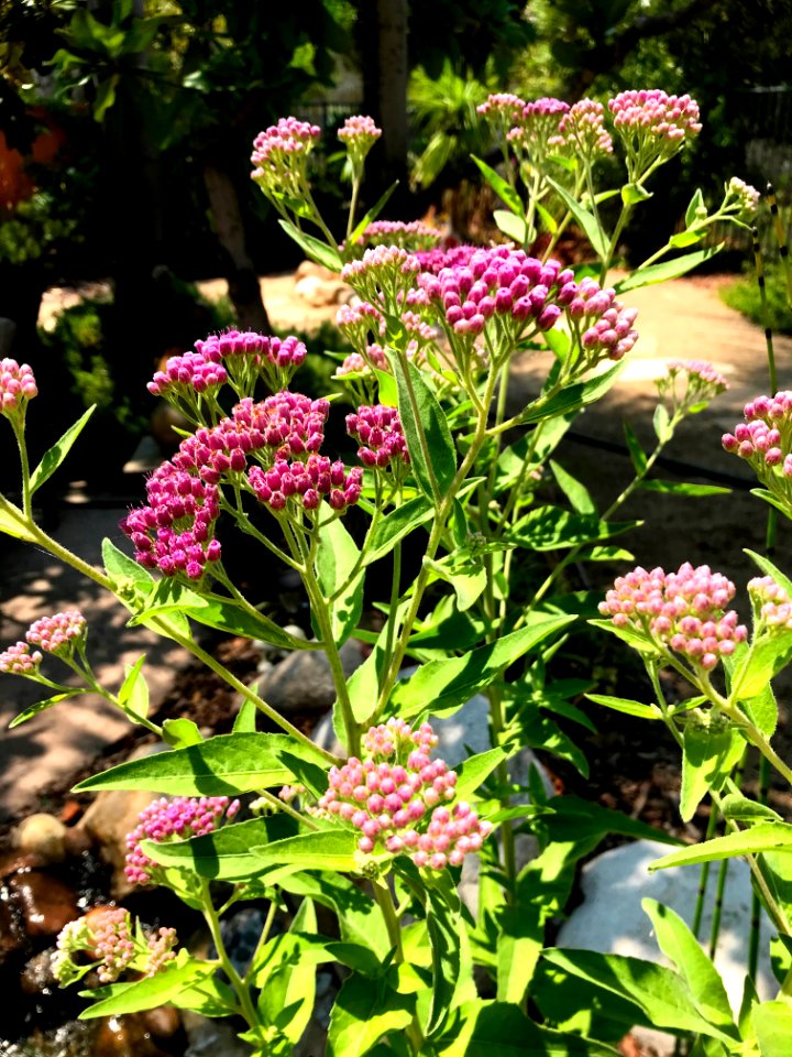 Marsh Fleabane photo