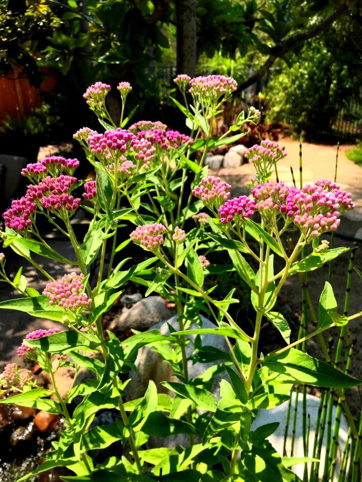 Marsh Fleabane photo