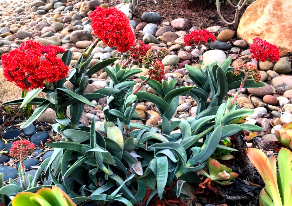 Crassula Blossoms