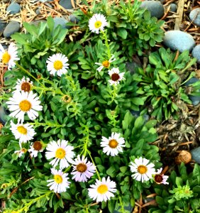 Seaside Daisies photo