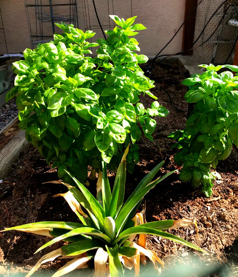 Basil and Pineapple
