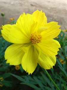 Close-up nature garden