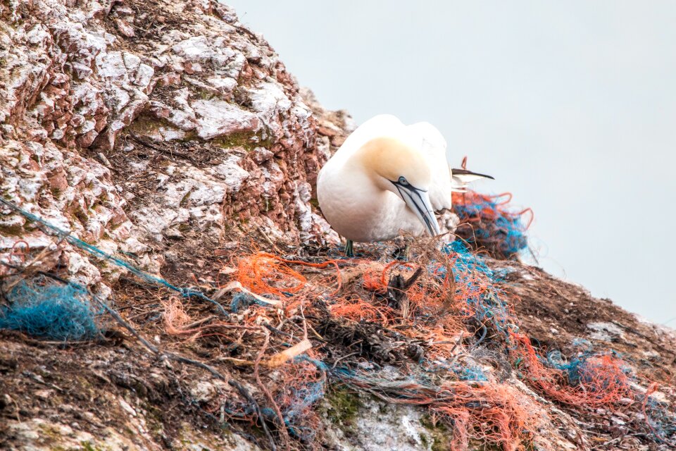 Marine pollution pollution plastic
