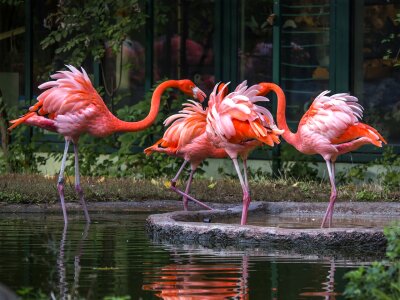 Nature animal world zoo