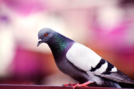 Bird dove animal photo