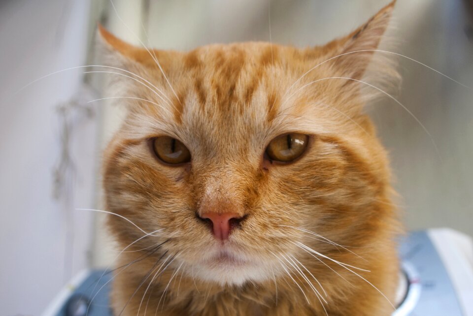 Domestic eyes cute cat