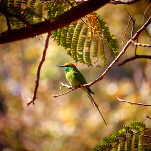 Nature animal wing