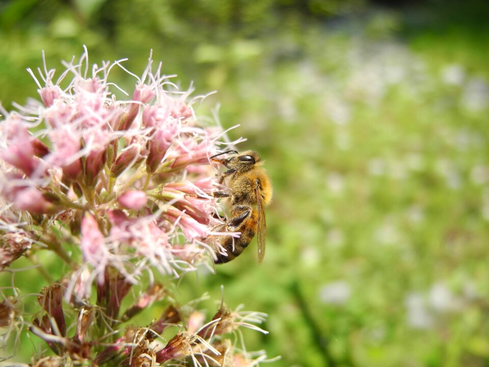 Fauna flora flower