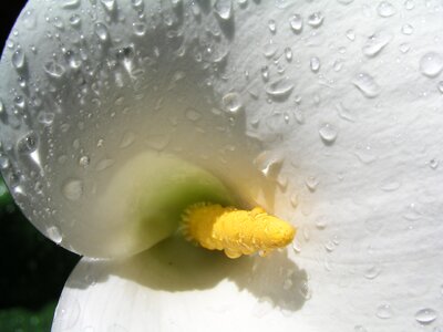Flower sympathy rain