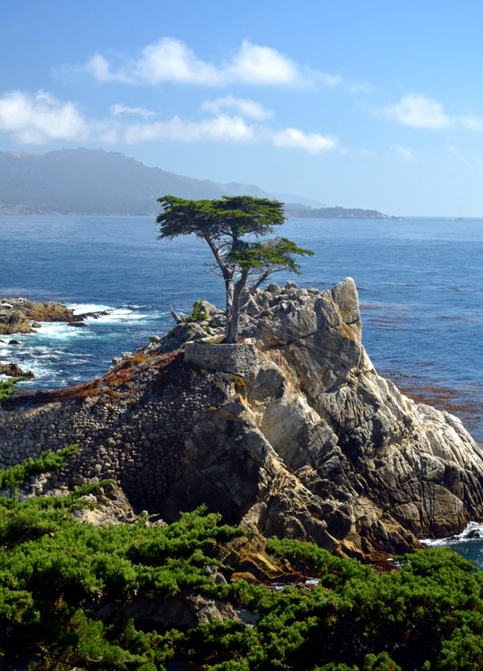 Lone Cypress