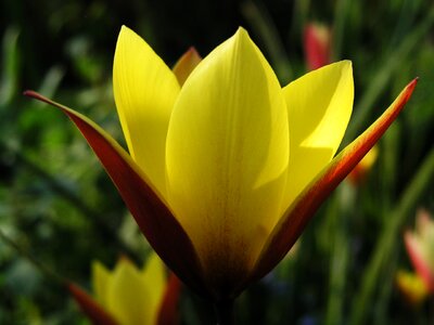 Nature tulip garden photo