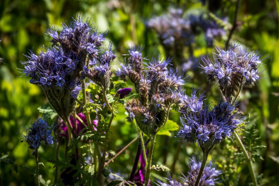 Blossom bloom plant photo